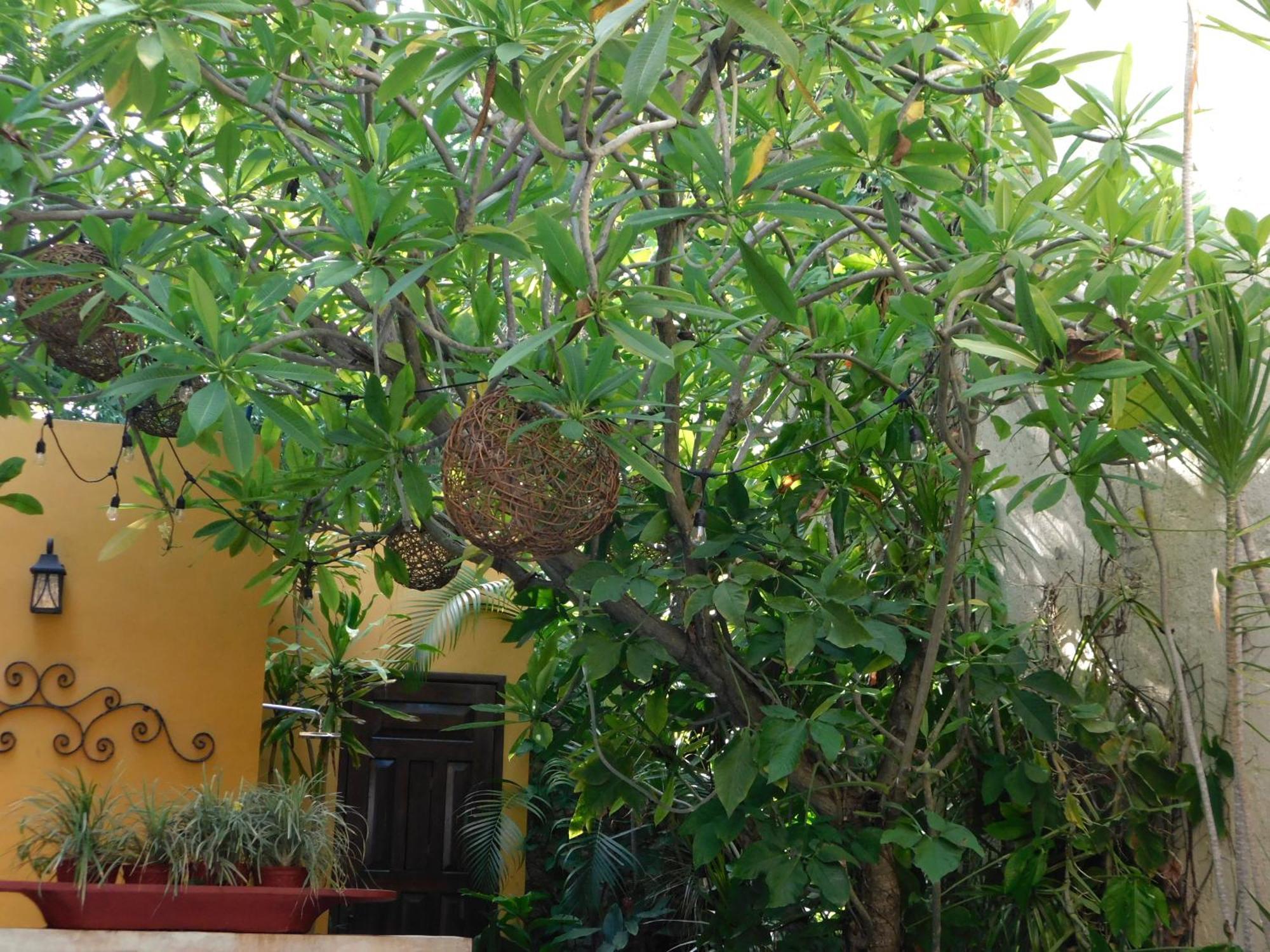 Hotel Boutique Casa Flor De Mayo Mérida Zewnętrze zdjęcie
